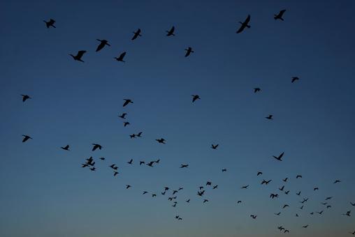 飛翔 飛翔,群れ,烏合の写真素材