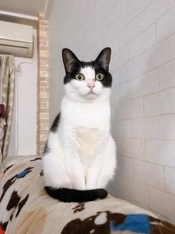 Cat staring, JPG Cat staring, JPG