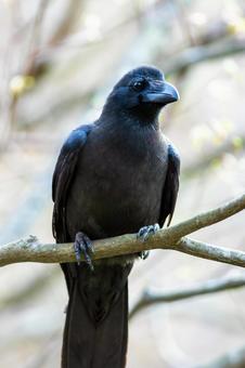 木の枝にとまるカラス 木の枝にとまるカラスの写真