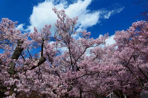 高遠城址公園の桜 さくら,桜,春の写真素材