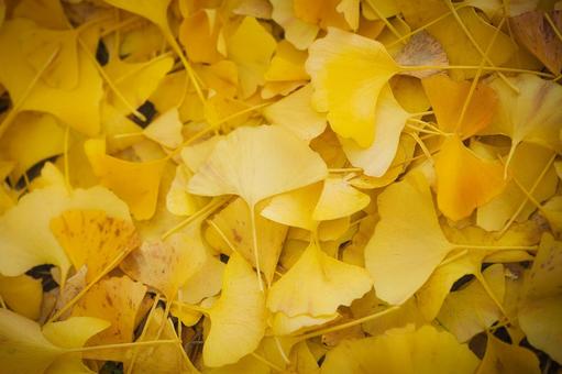 イチョウの落ち葉 紅葉,秋,葉の写真素材