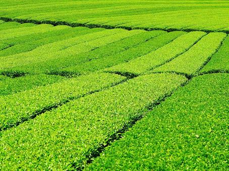 新茶の季節(緑茶) 新茶の季節(緑茶) 茶畑,茶,新茶の写真素材