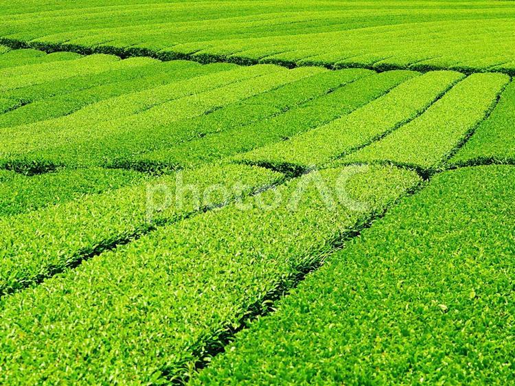 新茶の季節（緑茶） 茶畑,茶,新茶の写真素材