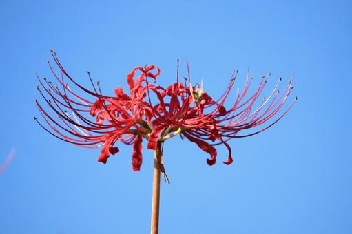 彼岸花17の写真