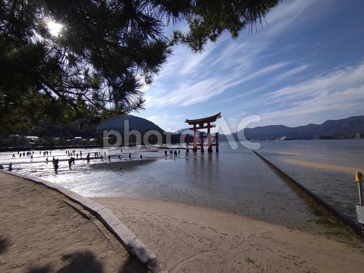広島県、厳島神社を臨む 厳島神社,広島県,干潮の写真素材