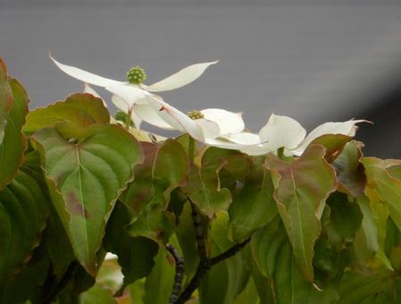 【花の写真】ヤマボウシ 【花の写真】ヤマボウシの写真