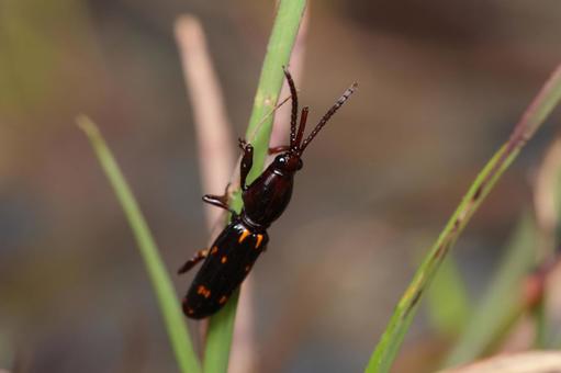 ウスモントゲミツギリゾウムシ ウスモントゲミツギリゾウムシの写真