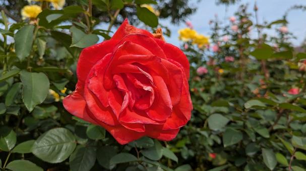 赤いバラ 赤いバラの写真