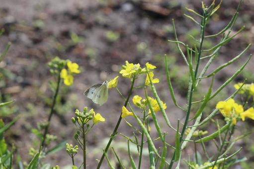黄色の花に止まるモンシロチョウの写真