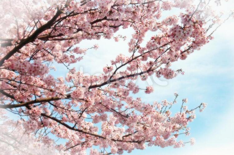 松戸の桜 seasonimage,さくら,サクラの写真素材