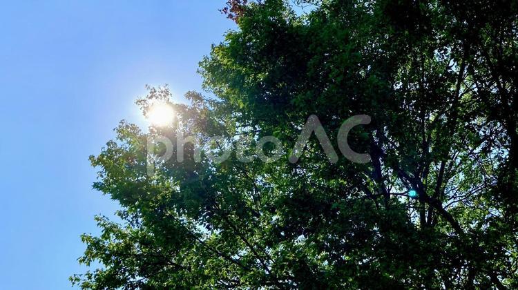 夏の木漏れ日から見える太陽と青空 夏,夏空,空の写真素材