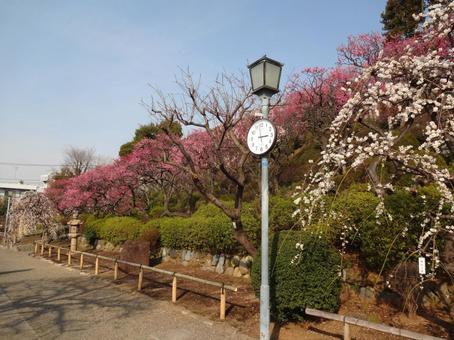 池上梅園の梅 池上梅園の梅 池上梅園,池上,梅園の写真素材