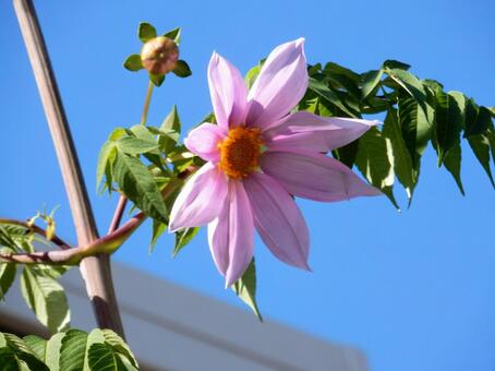 【花の写真】皇帝ダリア 皇帝ダリア,コウテイダリア,植物の写真素材