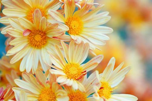 菊 野菊,花,キクの写真素材