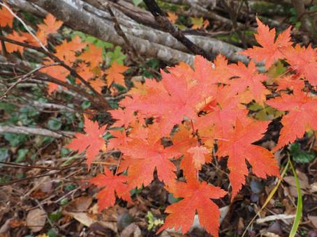 紅葉（越後三山・越後駒ヶ岳） 紅葉,秋,10月の写真素材