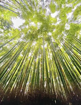 竹林 竹林,竹,木の写真素材