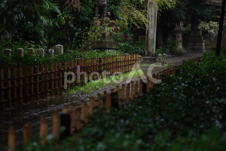 雨が降る東京赤坂氷川神社の境内 境内,氷川神社,自然の写真素材
