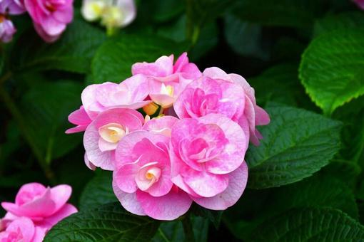 フリルのような紫陽花 フリルのような紫陽花の写真