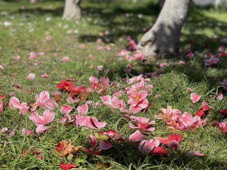湖面に落ちた赤い花びら 湖面に落ちた赤い花びら 山茶花,椿,ツバキの写真素材