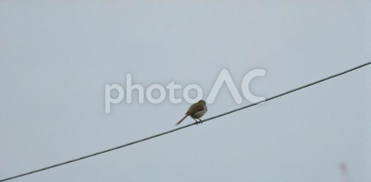 電線に停まるウグイス ウグイス,うぐいす,鳥の写真素材