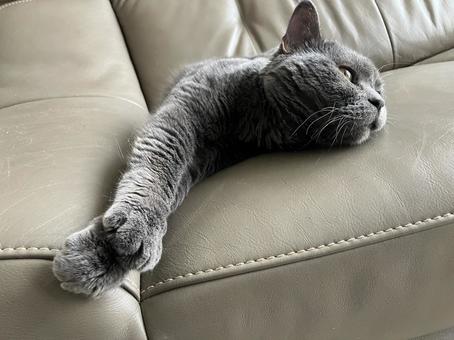 どこかを見つめるねこ どこかを見つめるねこ ブリティッシュ,ねこ,伸びの写真素材