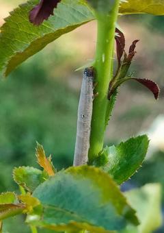 ホソオビアシブトクチバ ホソオビアシブトクチバ,幼虫,イモムシの写真素材