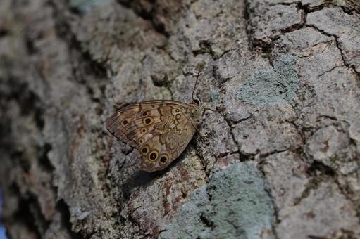 サトキマダラヒカゲ サトキマダラヒカゲ,ジャノメチョウ,チョウの写真素材