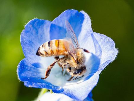 Honeybee Hatch, JPG