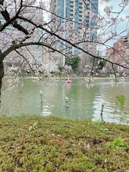 上野公園の桜 上野公園の桜の写真