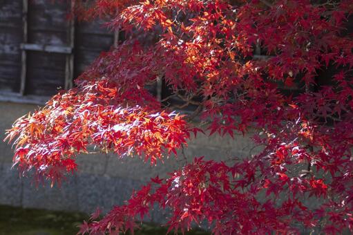 Photo, autumn leaves, autumn, a landmark of autumnal leaves, 