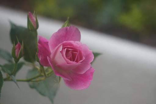 薔薇 薔薇の写真