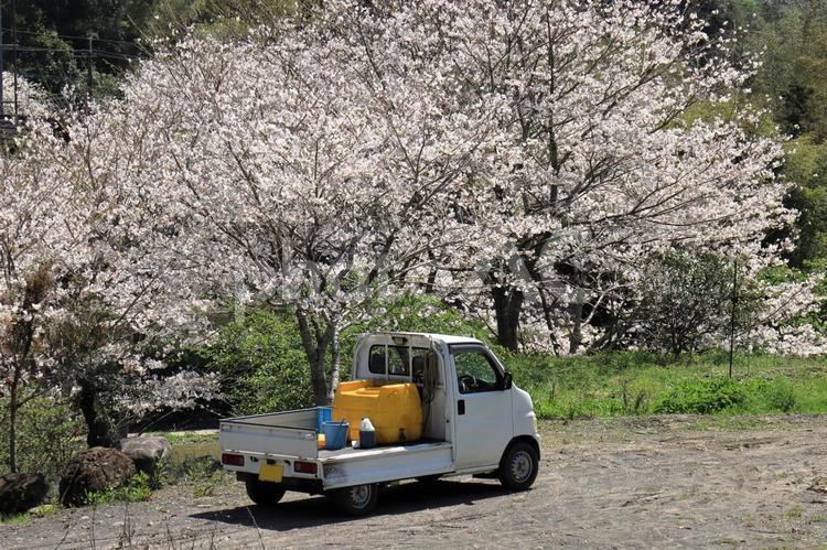桜のある風景　軽トラ２ 春,ソメイヨシノ,木の写真素材