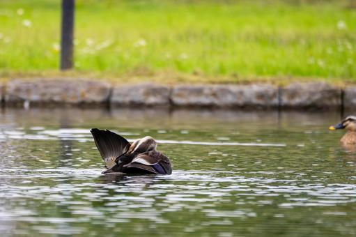 Spot-billed Duck ⑻, JPG Spot-billed Duck ⑻, JPG