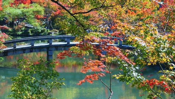 Photo, autumn leaves, autumn, kyoto, 