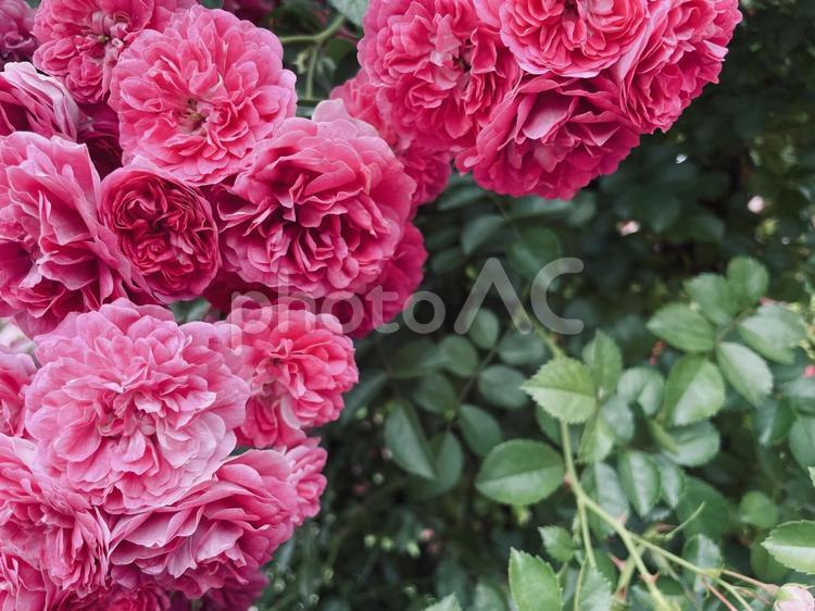 盛りっ盛りの薔薇　※テキストスペース 薔薇,ローズ,バラの写真素材