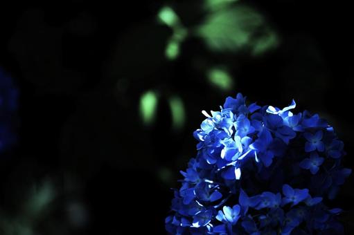 Flower pattern - Hydrangea - Dark image, hydrangea, blue hydrangea, light, JPG