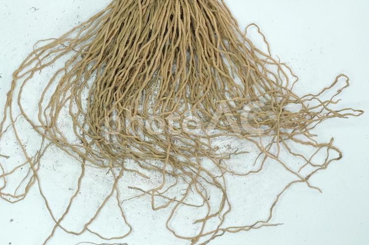 アスパラガスの苗（根）09 アスパラガス,野菜,苗の写真素材