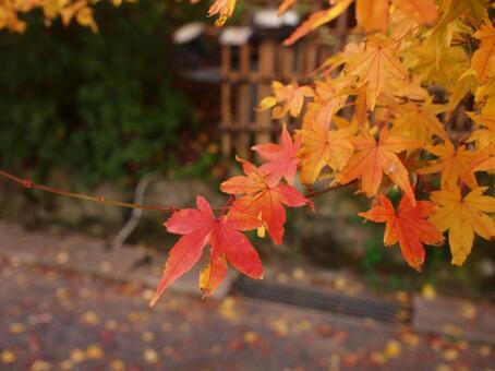 モミジの写真