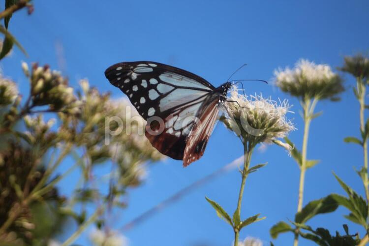 19.11.01丸亀市本島のフジバカマにとまるアサギマダラ2 19.11.01丸亀市本島のフジバカマにとまるアサギマダラ2 アサギマダラ,旅するチョウ,渡りの写真素材