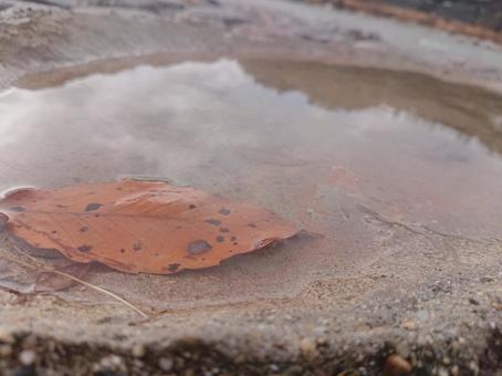水たまりの中の葉っぱの写真