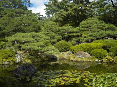 輪王寺庭園 輪王寺庭園 木々,水連,青空の写真素材