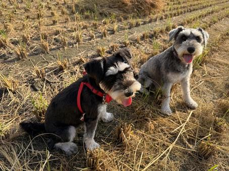ミニチュアシュナウザー ミニチュアシュナウザー ミニチュアシュナウザー,犬,愛犬の写真素材