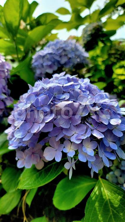 あじさい紫 花,あじさい,紫陽花の写真素材