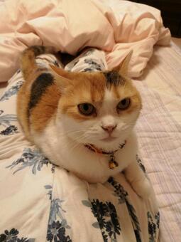 香箱座りする三毛猫 ねこ,ペット,飼い猫の写真素材