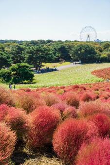 Kochia blooming on the hill and blue sky, JPG Kochia blooming on the hill and blue sky, JPG