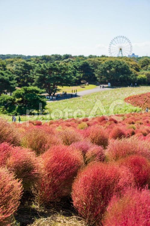 丘に咲き広がるコキアと青空 植物,公園,カットアウトの写真素材
