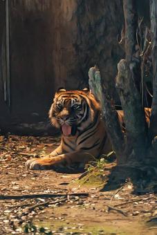 かわいい虎のあくびの写真