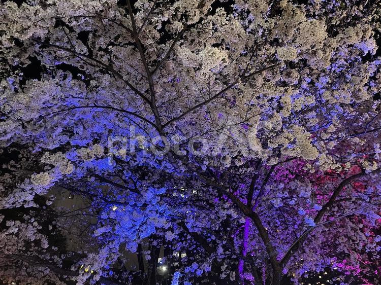 ライトアップされた桜 サクラ,さくら,ライトアップの写真素材