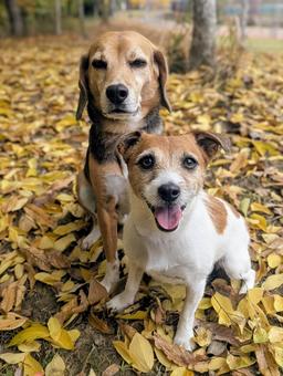 秋の絨毯⑨ 犬,ビーグル,スマイルの写真素材