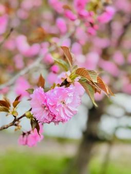 雨の日のお花 雨の日のお花の写真